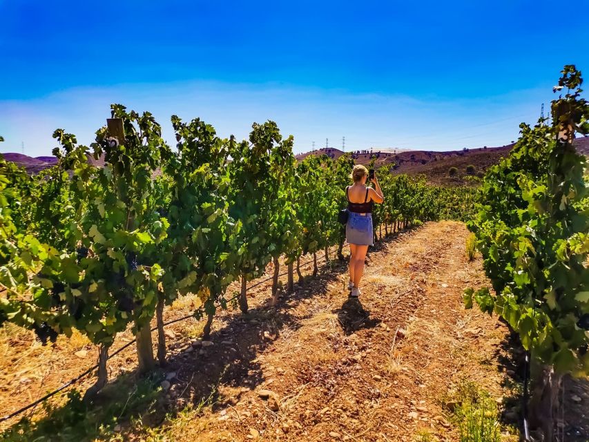 From Lagos: Small-Group 4-Hour Wine Tasting Tour - Who should book this experience?