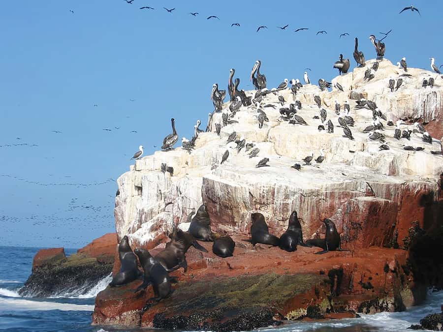From Lima: Ballestas Islands, Huacachina, and Vineyard Tour - Should you book this Lima day trip?