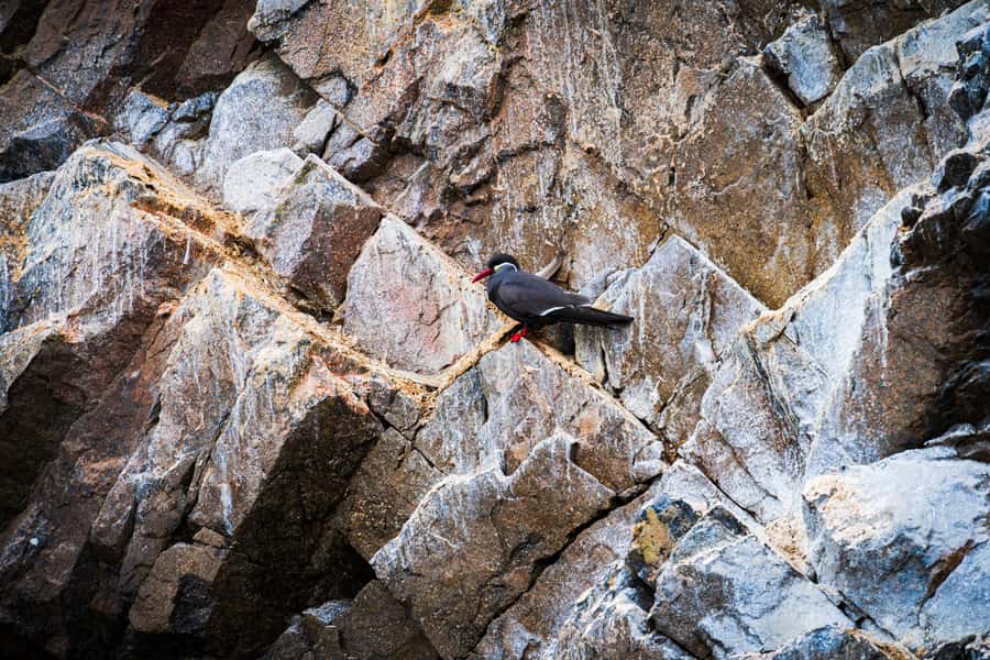 From Lima: Ballestas Islands, Huacachina, and Vineyard Tour - Transport, guides, and the value of a small group