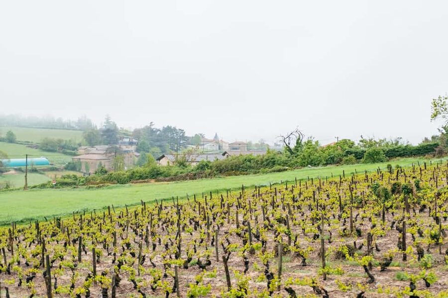 From Lyon: Golden Stones Beaujolais Wine Tasting Tour - The family winery is the tour’s anchor