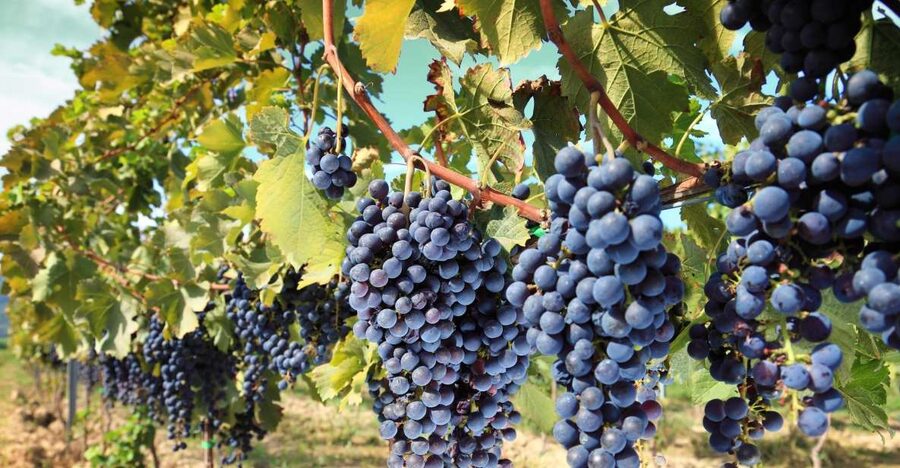 From Madrid: Alcalá de Henares, Winery Tour & Wine Tasting - Why pair Alcalá de Henares with wine?