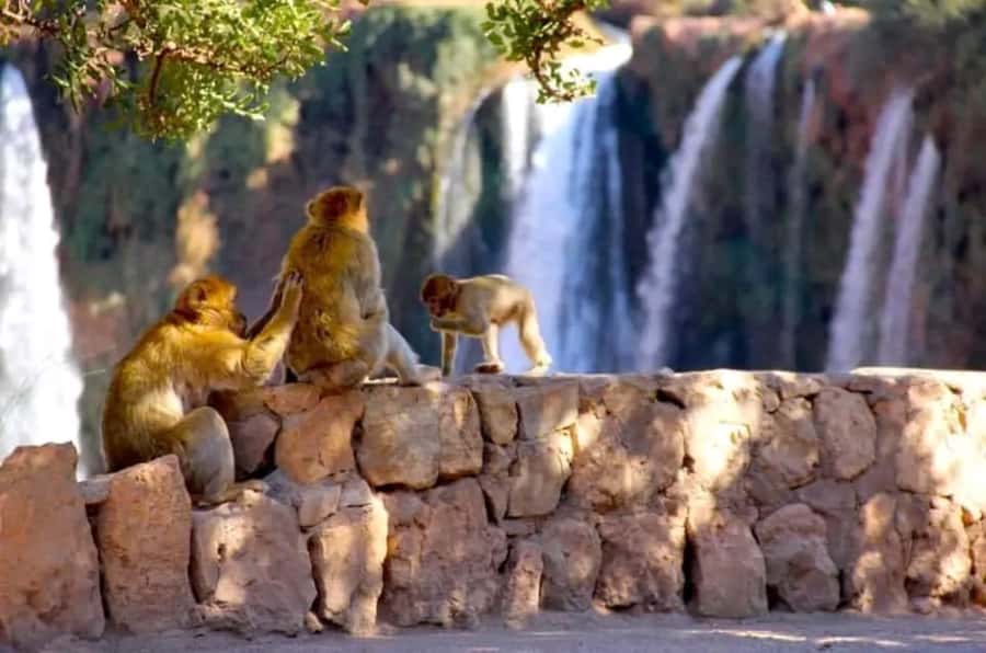 From Marrakech: Day Tour to Ouzoud Waterfalls - Walking down through the olive groves