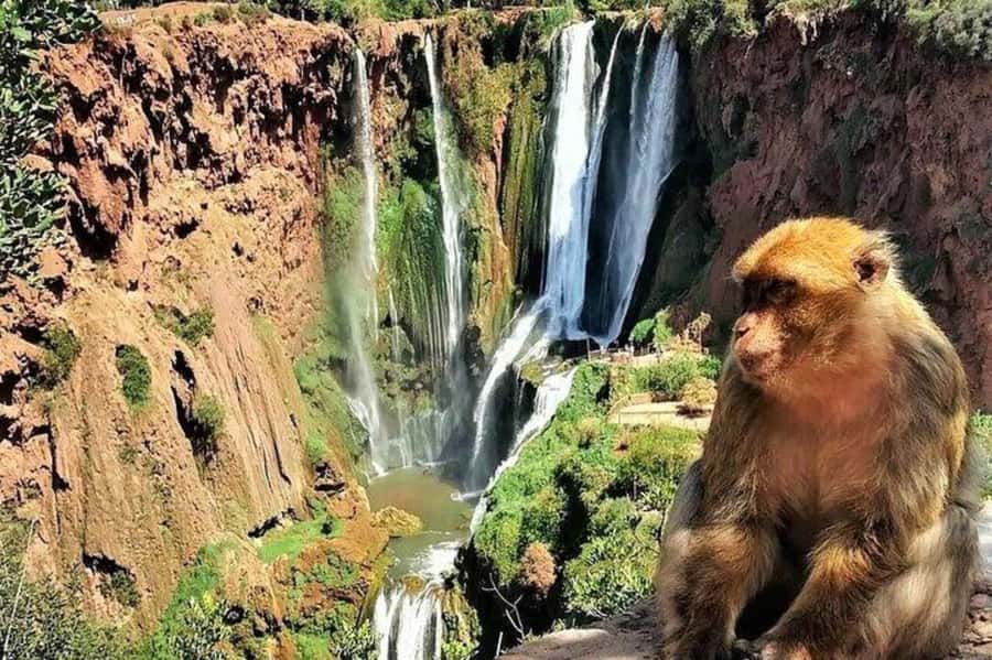 From Marrakech: Guided Ouzoud Waterfalls Tour with Boat Ride - The boat ride beneath the water