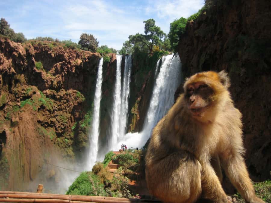 From Marrakech: Guided Ouzoud Waterfalls Tour with Boat Ride - What the $13 price really gives you