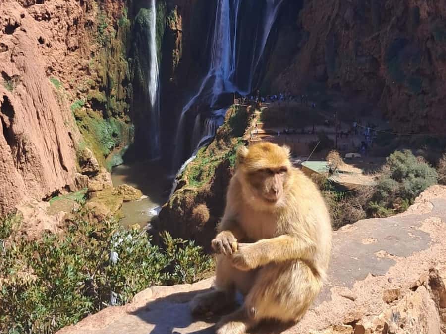 From Marrakech:Ouzoud Waterfalls Day Trip with Boat Tour - Why Ouzoud is worth the long ride from Marrakech