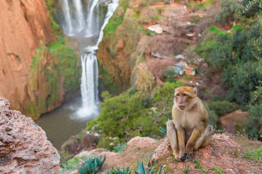 From Marrakech: Ouzoud Waterfalls Guided Hike and Boat Tour - What to pack and how to prepare