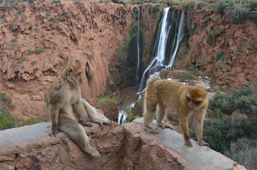 From Marrakech: Ouzoud Waterfalls Guided Hike and Boat Tour - Who should choose this Ouzoud trip?