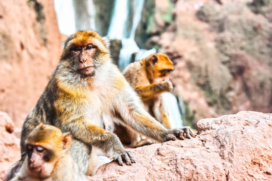 From Marrakech: Ouzoud Waterfalls Guided Tour & Boat Ride - Barbary macaques, olive trees, and local encounters