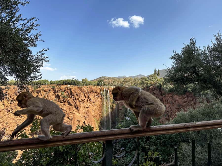 From Marrakech: Ouzoud Waterfalls guided trip with boat ride - Who should book this outing