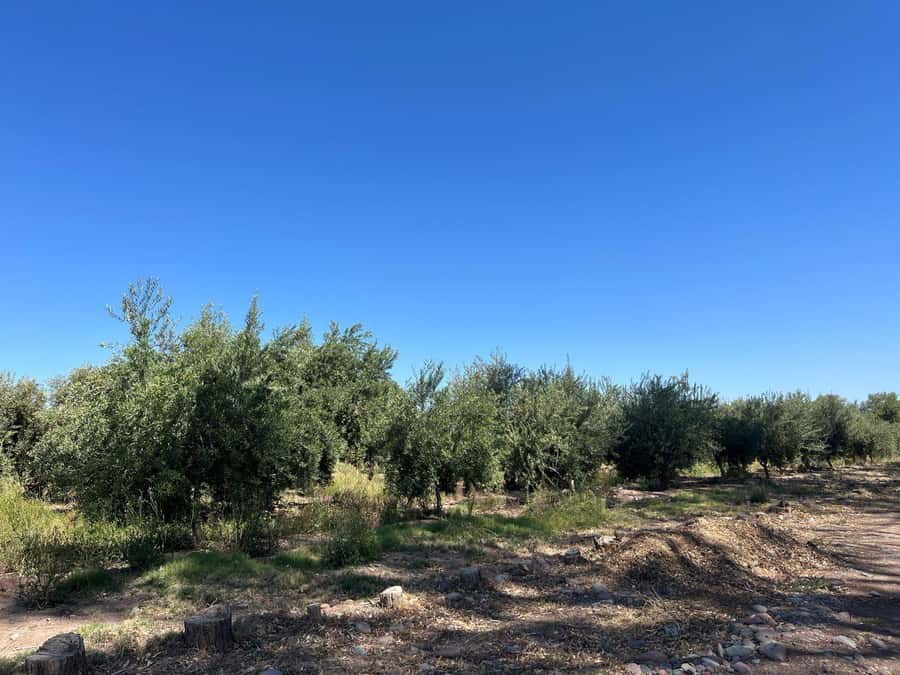 From Mendoza: 3 Wineries, Olive Oil Factory Tour & Tasting - Key points to know before booking