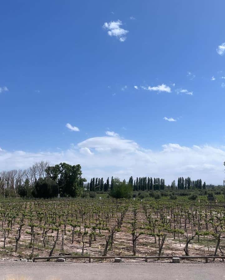 From Mendoza: 3 Wineries, Olive Oil Factory Tour & Tasting - First stop: an artisanal winery with hands-on explanations