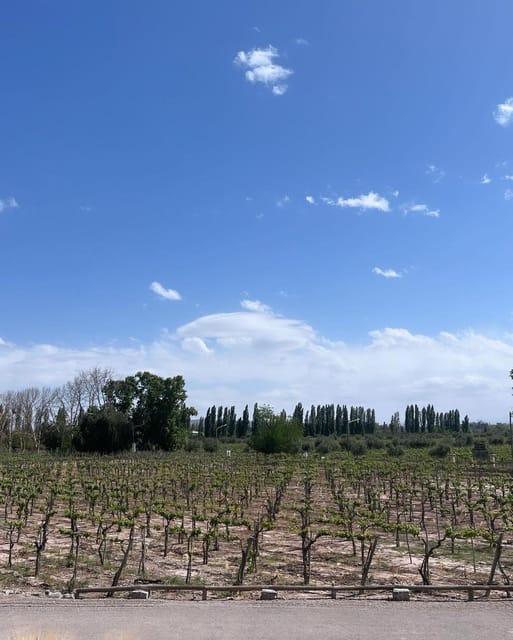 From Mendoza: 3 Wineries, Olive Oil Factory Tour & Tasting - What the $34 price really buys you