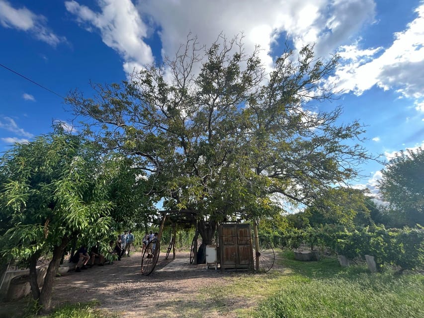 From Mendoza: 3 Wineries, Olive Oil Factory Tour & Tasting - Who should book it, and who should choose something else