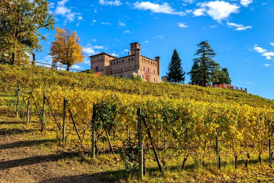 From Milan: Barolo Wine Tasting, Alba Tour and Castle Visit - The castle viewpoint above the vineyards