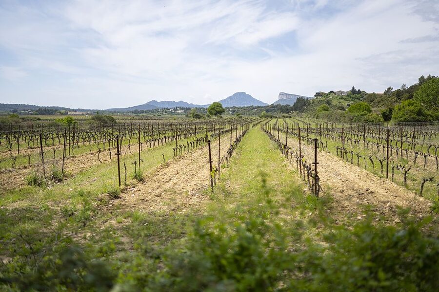 From Montpellier: Half-Day Vineyard & Pic Saint-Loup Tour - The tasting workshop makes the glasses more useful