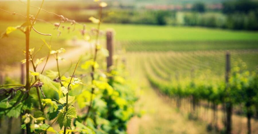 From Naples: Pompeii and Wine Tasting Tour with Lunch - Heat, Crowds, and Uneven Ground