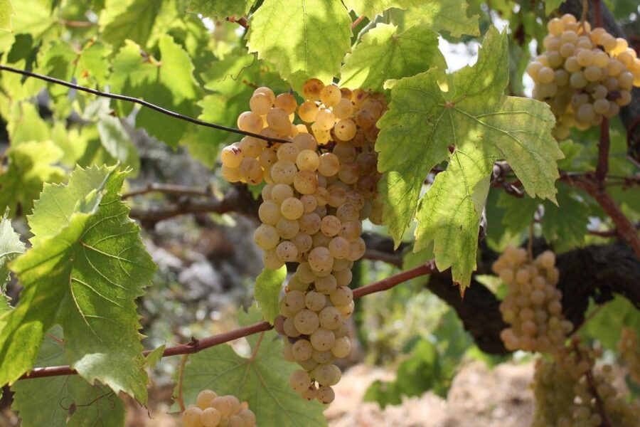 From Naples: Pompeii and Wine Tasting Tour with Lunch - Is $135.94 Good Value?