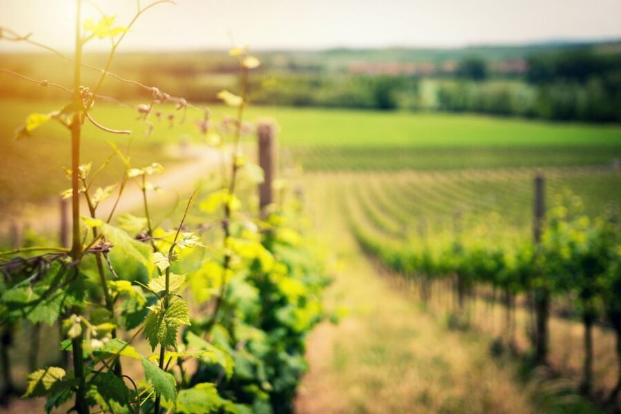 From Naples: Pompeii and Wine Tasting Tour with Lunch - Pompeii: Two Hours Among Roman Streets