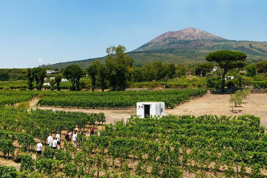 From Naples: Wine Tasting Tour on Vesuvius Slopes with Lunch - A short look at the vineyard and cellar