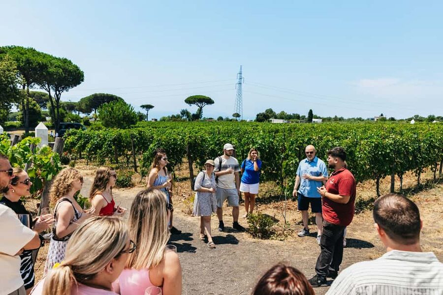 From Naples: Wine Tasting Tour on Vesuvius Slopes with Lunch - Value, limits, and who should book