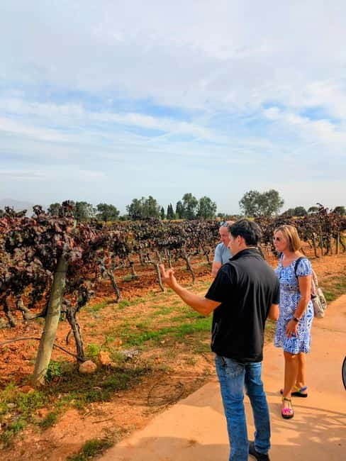 From Palma de Mallorca: Private Wine and Local Flavors Tour - Key points at a glance