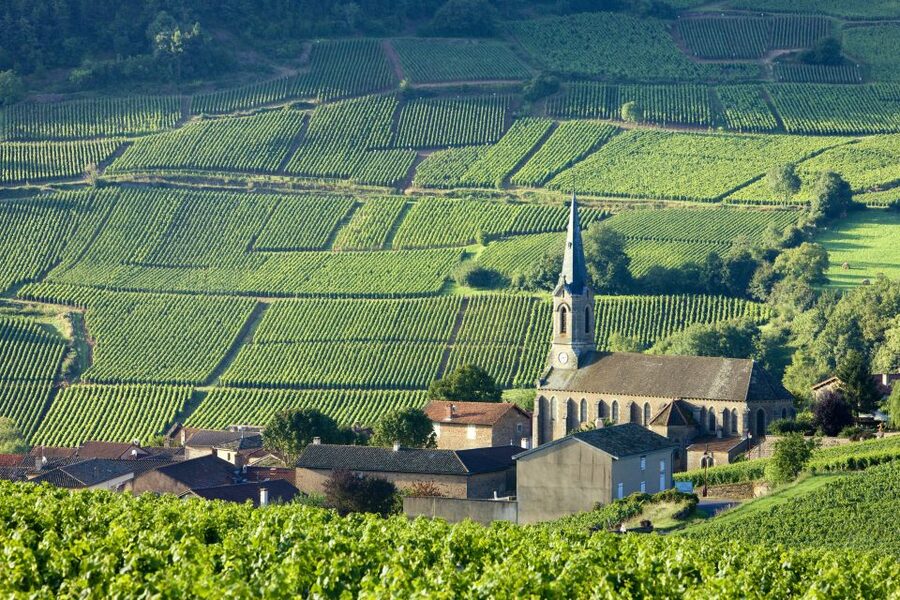 From Paris: Burgundy Region Winery Tour with Tastings - Who should book this tour?
