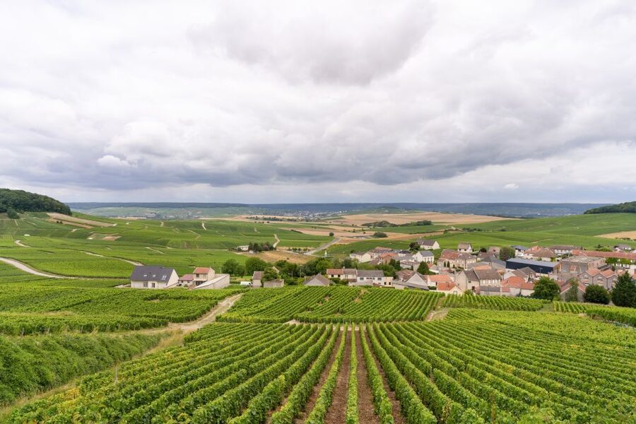 From Paris: Day Trip to Champagne with 8 Tastings & Lunch - Who should book this Champagne day?