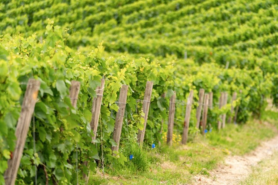 From Paris: Day Trip to Champagne with 8 Tastings & Lunch - Is the $345 price fair?