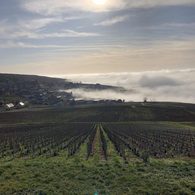 From Paris: Reims and Champagne Tasting Full-Day Tour - Reims Cathedral and the royal side of the region