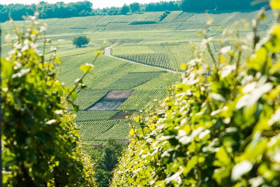 From Paris: Small-Group Champagne Day Trip with Six Tastings - Key points to know before booking