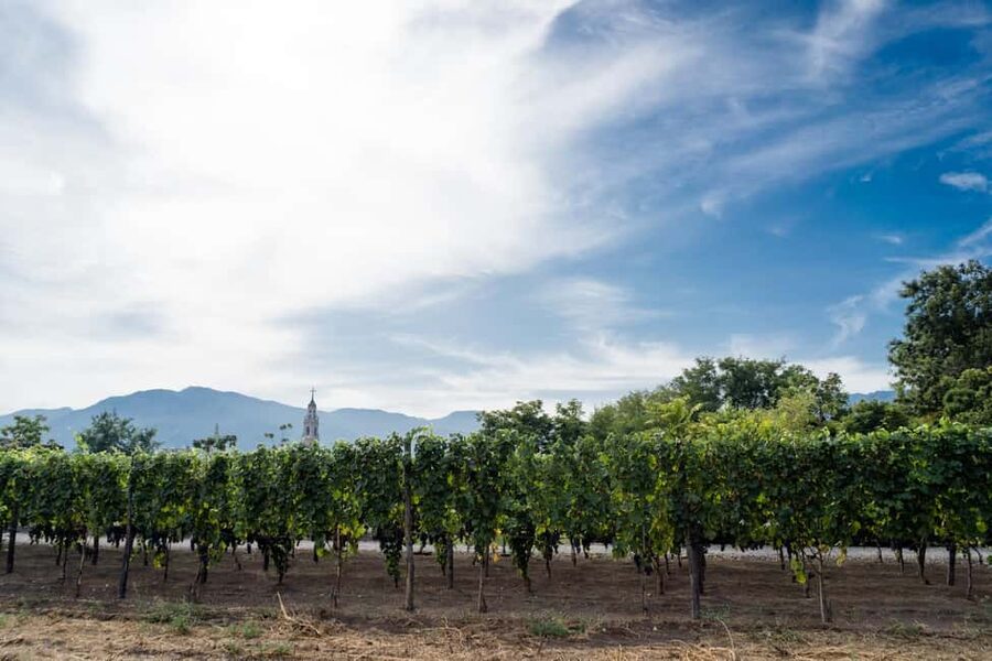 From Pompeii: Mount Vesuvius Wine Tasting and Lunch - Key points to know before booking