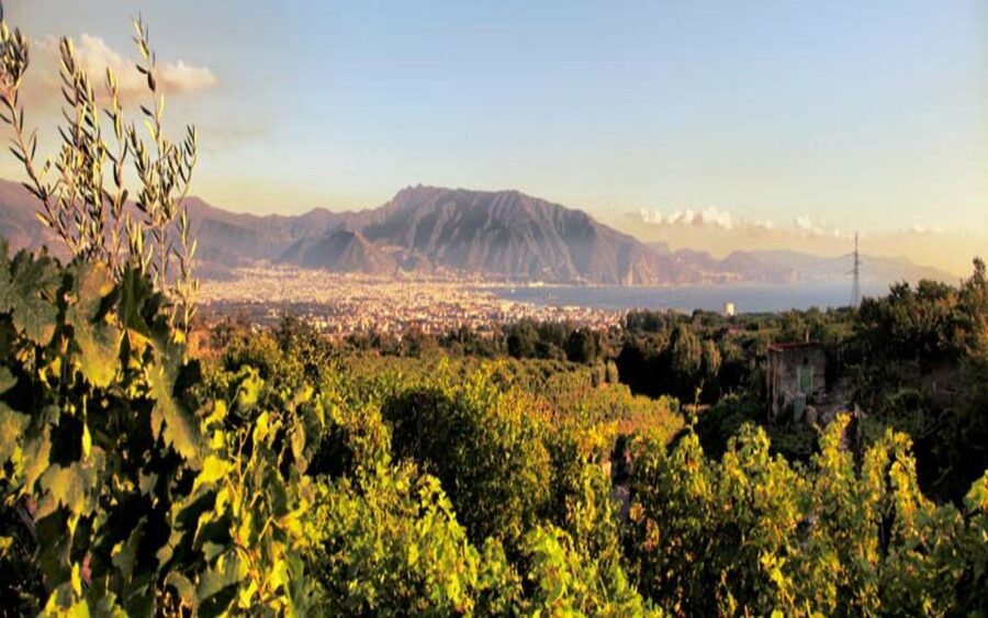 From Pompeii: Mount Vesuvius Wine Tasting and Lunch - Practical details that affect your day
