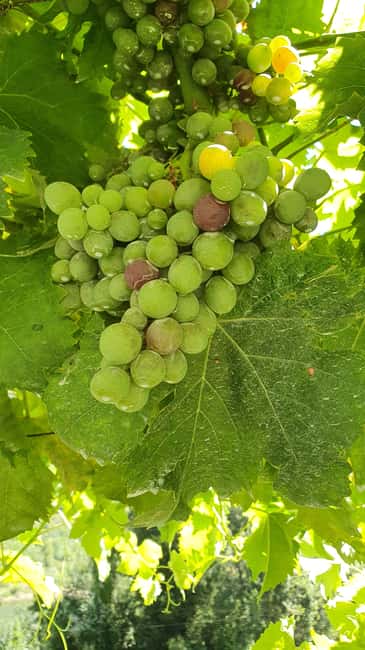 From Porto Day Douro Valley Wine Tour 2 Wine Tasting & Lunch - Passing Peso da Régua and returning to Porto