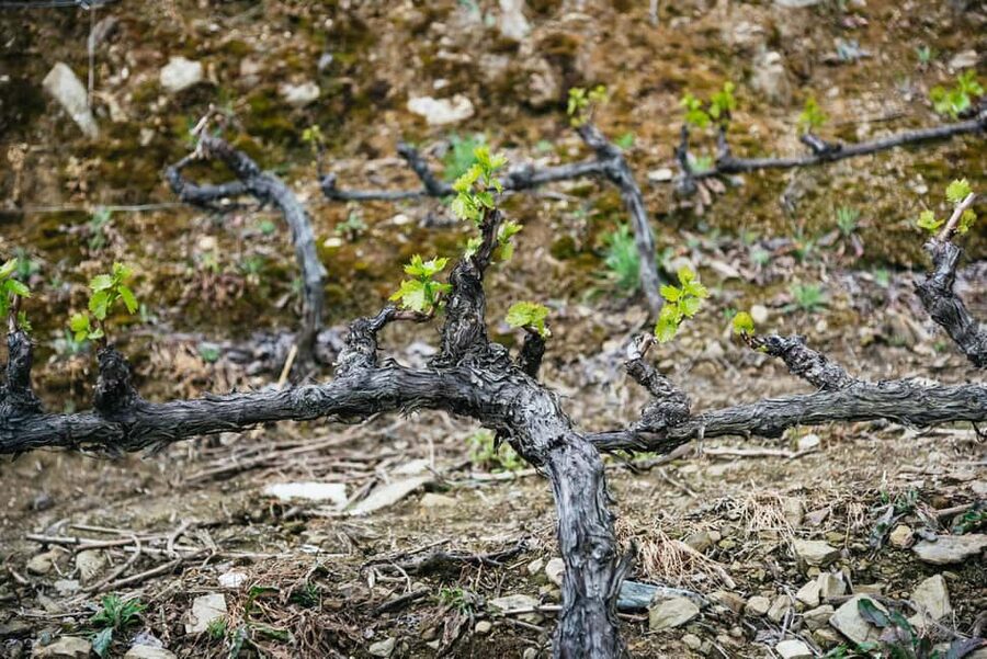 From Porto: Douro Valley Wine Tour with Lunch and Cruise - Is the $142 price good value?