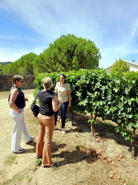 From Porto: Premium Douro Valley 4 Vineyards Tour with Lunch - First vineyard: a gentle start to the tastings