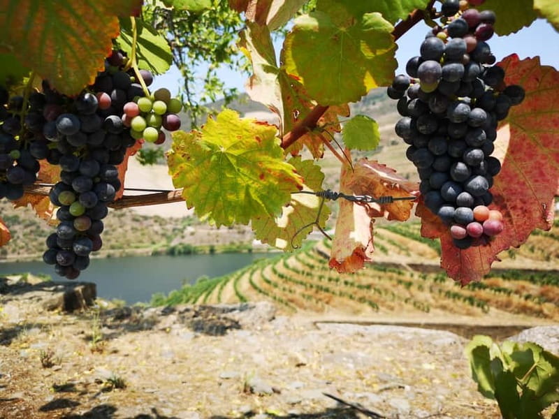 From Porto: Tastings at 2 Wineries, Chef's Lunch & Boat Tour - Timing, weather, and what to bring