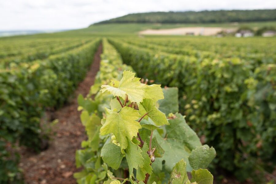 From Reims: Champagne and Family-Run Wineries Tour - Who should book this Champagne tour?
