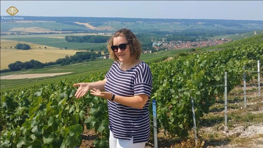 From Reims: Champagne Day Trip to 3 Family Domains & Lunch - Meeting at Reims train station