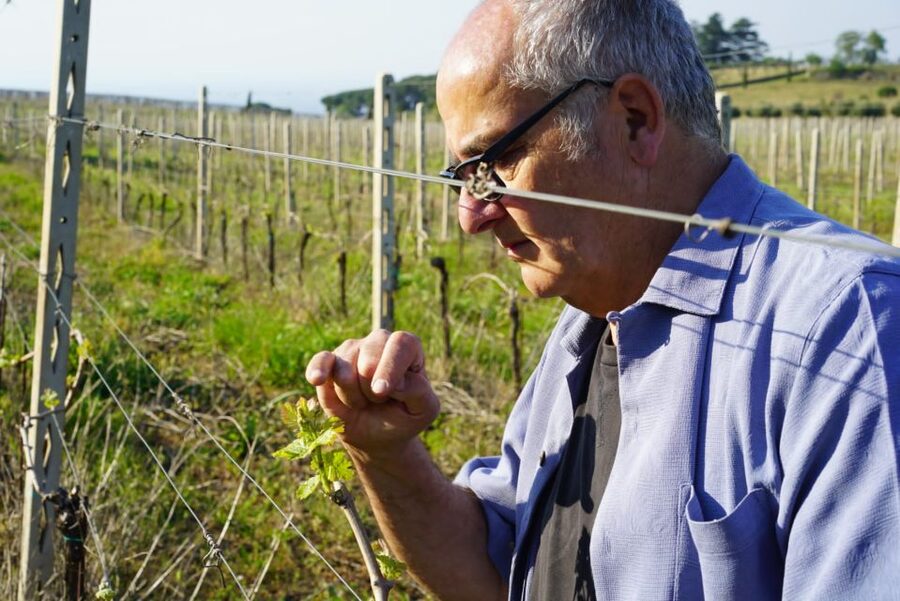 From Rome: Frascati Wine Region Tour with Wine Tasting - A quiet walk through the estate gardens