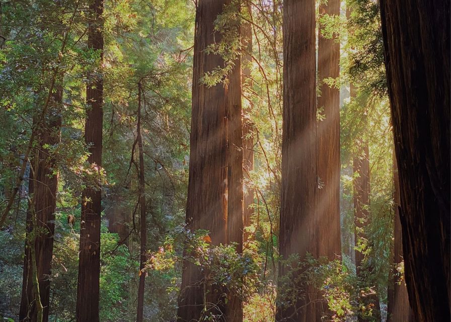 From San Francisco: Muir Woods & 3 Wineries in Napa & Sonoma - Cancellation, age rule, and overall value