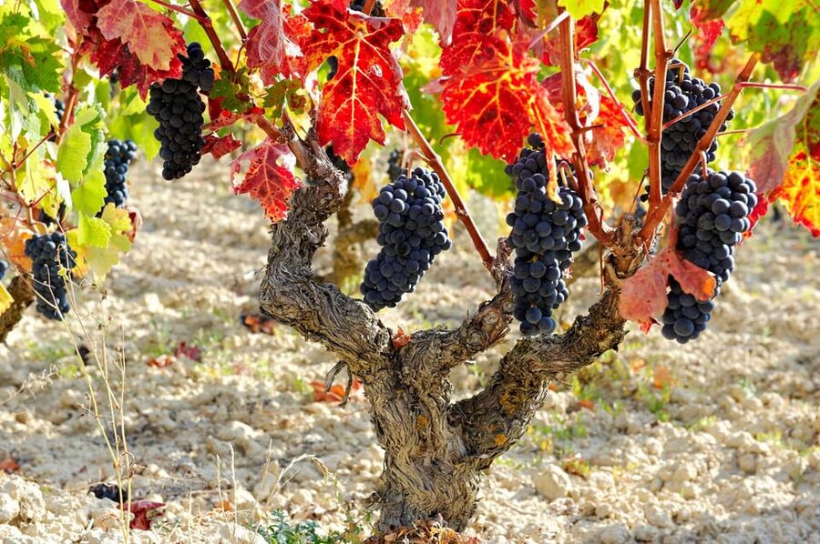 From San Sebastian/Bilbao/Vitoria: La Rioja Wineries Tour - Why this Rioja day works so well