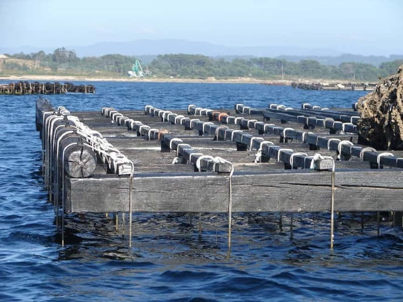 From Santiago: Rías Baixas Tour with boat trip and winery - O Grove, shellfish, and the optional boat