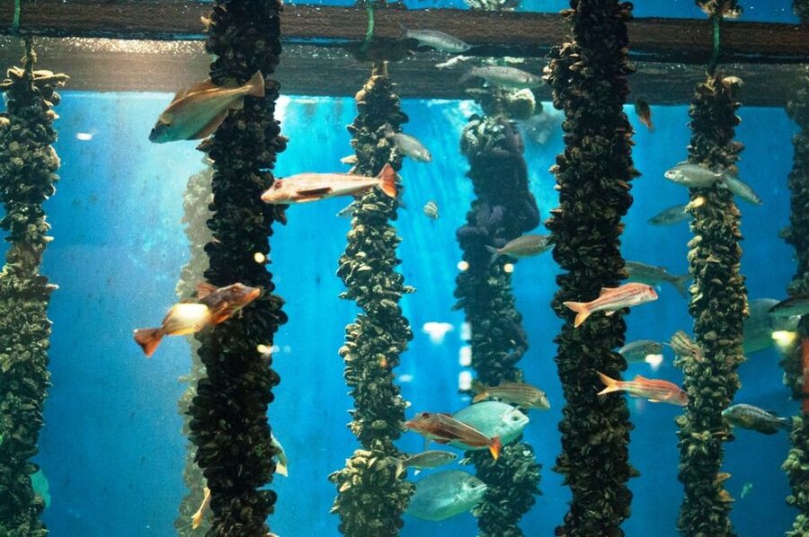 From Santiago: Tour to Rias Baixas with Boat Trip and Winery - Key points to know before booking