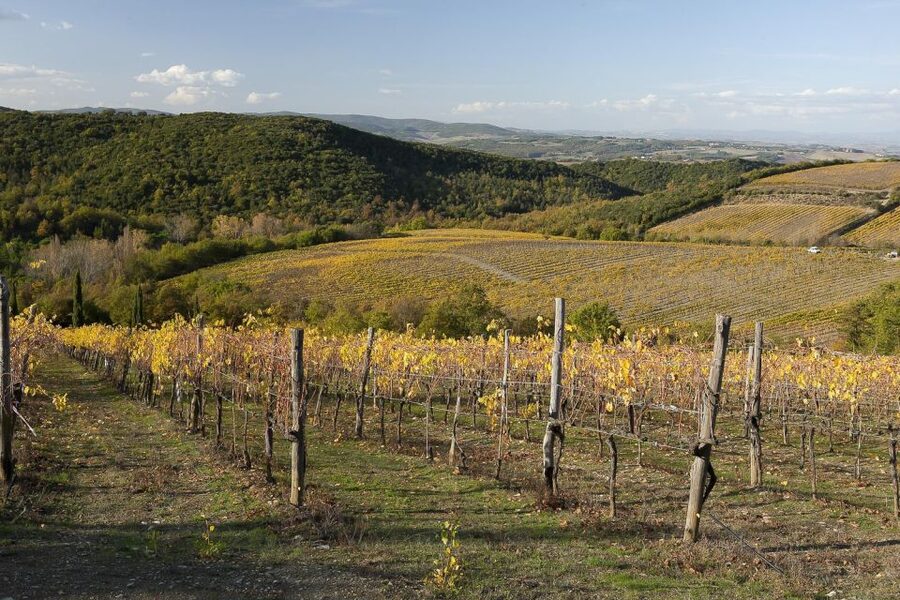 From Siena: Brunello di Montalcino Guided Wine Tour W/ Lunch - Montalcino’s fortress and hilltop streets