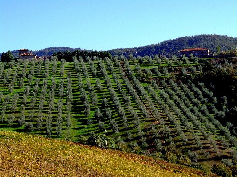From Siena: Chianti and Castles Tour with Wine Tastings - The first winery and the pleasure of a generous tasting