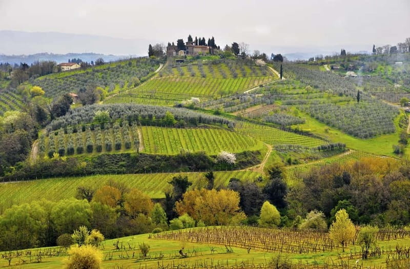From Siena/Chianti: Dinner & Drinks in the Chianti Vineyards - Four Courses Under the Stars