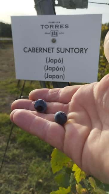 From Sitges: Wine Tasting at 2 Wineries with Hotel Pickup - Timing, accessibility, and practical details