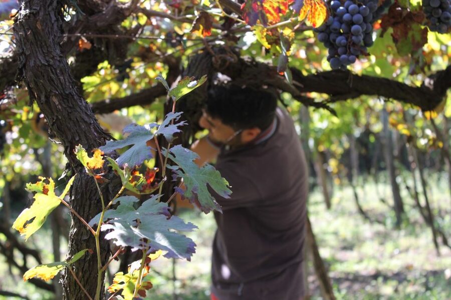 From Sorrento: Full-Day Pompeii & Wine Tasting Tour - Meeting in Sorrento at Parking Lauro