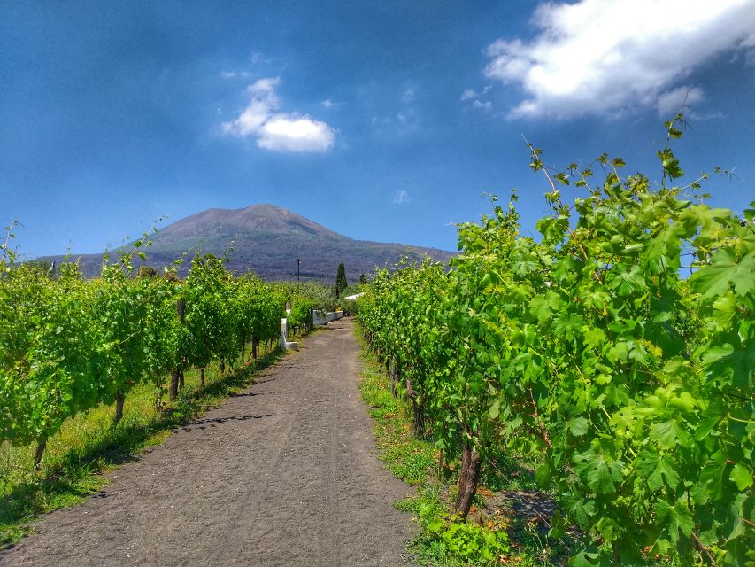 From Sorrento: Mount Vesuvius Tour with Lunch & Wine Tasting - From Sorrento to the slopes of Vesuvius