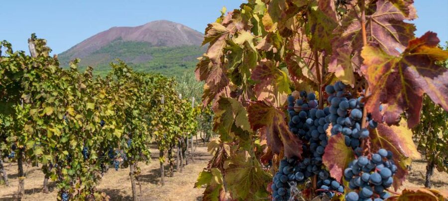 From Sorrento: Mount Vesuvius Tour with Lunch & Wine Tasting - FAQ